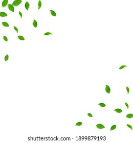 Falling green leaves. Fresh tea chaotic leaves flying. Spring foliage dancing on white background. Actual summer overlay template. Exotic spring sale vector illustration.