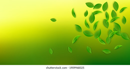 Falling green leaves. Fresh tea chaotic leaves flying. Spring foliage dancing on yellow green background. Alluring summer overlay template. Amusing spring sale vector illustration.