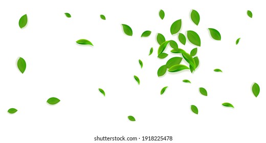 Falling green leaves. Fresh tea chaotic leaves flying. Spring foliage dancing on yellow green background. Amazing summer overlay template. Beautiful spring sale vector illustration.