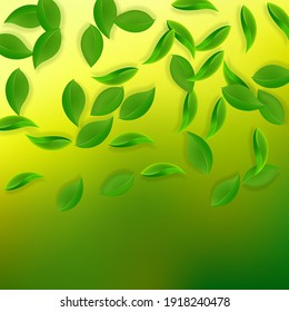 Falling green leaves. Fresh tea neat leaves flying. Spring foliage dancing on yellow green background. Alive summer overlay template. Pleasant spring sale vector illustration.