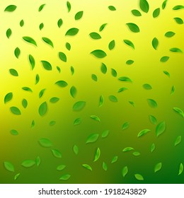 Caer hojas verdes. Saltos caóticos de té fresco volando. Follaje de primavera bailando sobre fondo verde amarillo. Admirable plantilla de superposición de verano. Ilustración vectorial de venta de resorte radiante.
