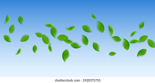 Falling green leaves. Fresh tea neat leaves flying. Spring foliage dancing on blue sky background. Amusing summer overlay template. Artistic spring sale vector illustration.