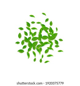 Falling green leaves. Fresh tea chaotic leaves flying. Spring foliage dancing on white background. Actual summer overlay template. Worthy spring sale vector illustration.