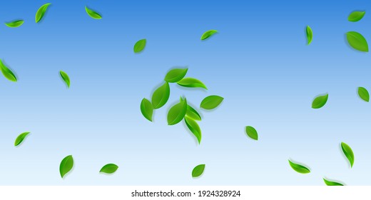Falling green leaves. Fresh tea neat leaves flying. Spring foliage dancing on blue sky background. Amazing summer overlay template. Glamorous spring sale vector illustration.