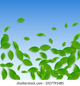 Falling green leaves. Fresh tea chaotic leaves flying. Spring foliage dancing on blue sky background. Adorable summer overlay template. Captivating spring sale vector illustration.