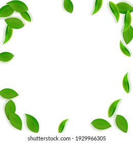 Caer hojas verdes. Salen hojas frescas y limpias volando. Bailando follaje de primavera sobre fondo blanco. Plantilla de superposición de verano atractiva. Extraordinaria ilustración vectorial de venta de resorte.