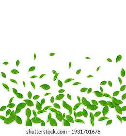 Falling green leaves. Fresh tea chaotic leaves flying. Spring foliage dancing on white background. Adorable summer overlay template. Impressive spring sale vector illustration.