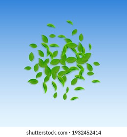 Falling green leaves. Fresh tea chaotic leaves flying. Spring foliage dancing on blue sky background. Actual summer overlay template. Wondrous spring sale vector illustration.