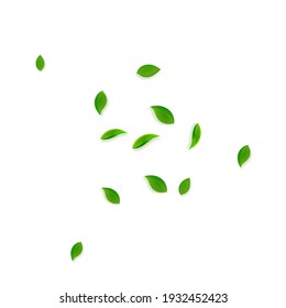 Falling green leaves. Fresh tea random leaves flying. Spring foliage dancing on white background. Actual summer overlay template. Radiant spring sale vector illustration.