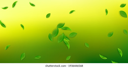 Caer hojas verdes. Salen hojas frescas y limpias volando. Bailando follaje de primavera sobre fondo blanco. Increíble plantilla de superposición de verano. Ilustración vectorial de venta de resorte de buen aspecto.