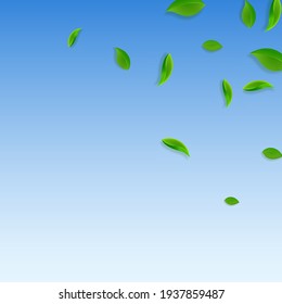 Des feuilles vertes qui tombent. Des feuilles de thé fraîches et chaotiques volent. Feuillage de printemps dansant sur fond bleu ciel. Modèle de superposition estivale réel. Illustration vectorielle de vente de printemps glamour.
