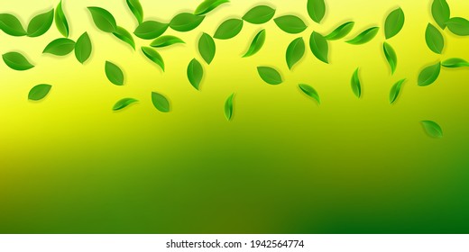 Fallende grüne Blätter. Frischer Tee, fette Blätter. Frühlingsblümchen tanzen auf weißem Hintergrund. Atemberaubende Sommer-Overlay-Vorlage. Herrliche Frühjahrsverkäuferin, Vektorgrafik.