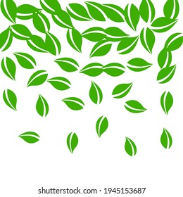 Falling green leaves. Fresh tea neat leaves flying. Spring foliage dancing on white background. Alive summer overlay template. Sightly spring sale vector illustration.