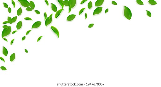 Falling green leaves. Fresh tea chaotic leaves flying. Spring foliage dancing on yellow green background. Amazing summer overlay template. Indelible spring sale vector illustration.
