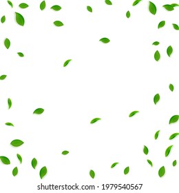 Falling green leaves. Fresh tea chaotic leaves flying. Spring foliage dancing on white background. Alluring summer overlay template. Amazing spring sale vector illustration.
