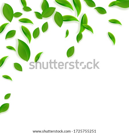 Falling green leaves. Fresh tea chaotic leaves flying. Spring foliage dancing on white background. Admirable summer overlay template. Imaginative spring sale vector illustration.