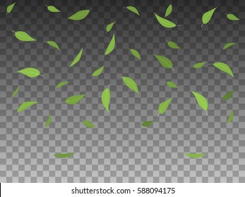 Falling green leaves isolated on transparent background. Vector illustration of a group set of flying falling spring green leaves in the environment.