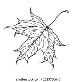Falling leaf vector illustration. Decorative graphic black outline autumn leaf collection isolated on white background. Hand drawn organic lines