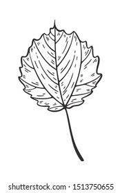 Falling leaf vector illustration. Decorative graphic black outline autumn leaf collection isolated on white background. Hand drawn organic lines