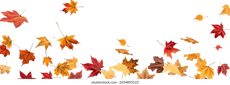 Falling leaves, autumn foliage on transparent background, beautiful background of orange and gold leaves. Vector maple leaf, png, flying foliage from tree.	

