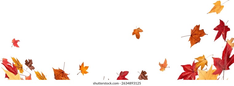 Falling leaves, autumn foliage on transparent background, beautiful background of orange and gold leaves. Vector maple leaf, png, flying foliage from tree.	
