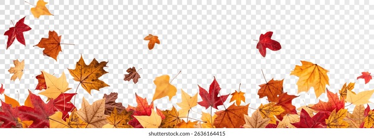 Falling leaves, autumn foliage on transparent background, beautiful background of orange and gold leaves. Vector maple leaf, png, flying foliage from tree.	