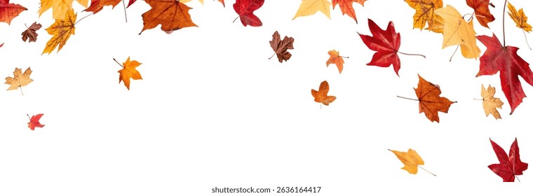 Falling leaves, autumn foliage on transparent background, beautiful background of orange and gold leaves. Vector maple leaf, png, flying foliage from tree.	