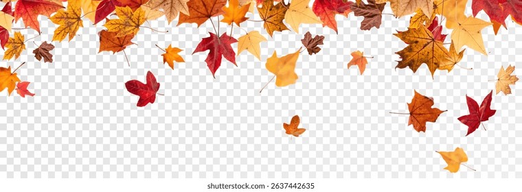 Falling leaves, autumn foliage on transparent background, beautiful background of orange and gold leaves. Vector maple leaf, png, flying foliage from tree.	
