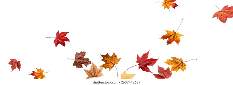 Falling leaves, autumn foliage on transparent background, beautiful background of orange and gold leaves. Vector maple leaf, png, flying foliage from tree.	
