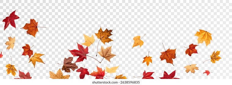 Falling leaves, autumn foliage on transparent background, beautiful background of orange and gold leaves. Vector maple leaf, png, flying foliage from tree.	
