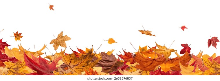 Falling leaves, autumn foliage on transparent background, beautiful background of orange and gold leaves. Vector maple leaf, png, flying foliage from tree.	