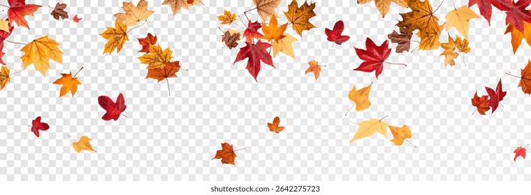 Falling leaves, autumn foliage on transparent background, beautiful background of orange and gold leaves. Vector maple leaf, png, flying foliage from tree.	