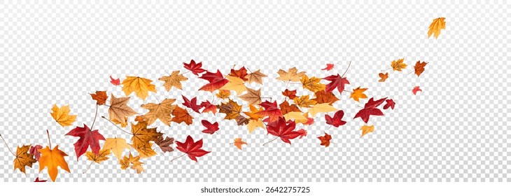 Falling leaves, autumn foliage on transparent background, beautiful background of orange and gold leaves. Vector maple leaf, png, flying foliage from tree.	