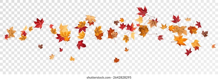 Falling leaves, autumn foliage on transparent background, beautiful background of orange and gold leaves. Vector maple leaf, png, flying foliage from tree.	