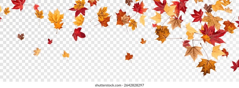 Falling leaves, autumn foliage on transparent background, beautiful background of orange and gold leaves. Vector maple leaf, png, flying foliage from tree.	