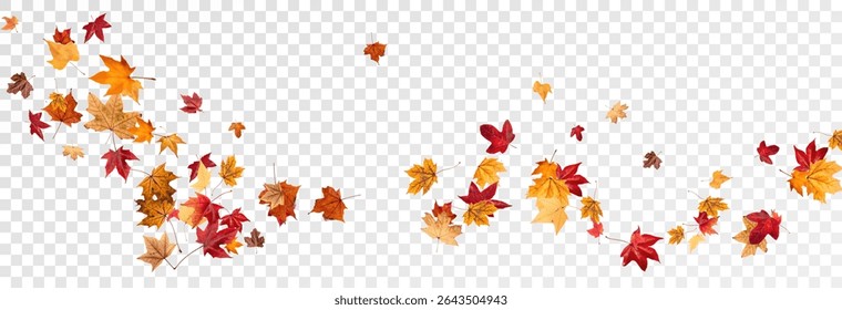 Falling leaves, autumn foliage on transparent background, beautiful background of orange and gold leaves. Vector maple leaf, png, flying foliage from tree.	