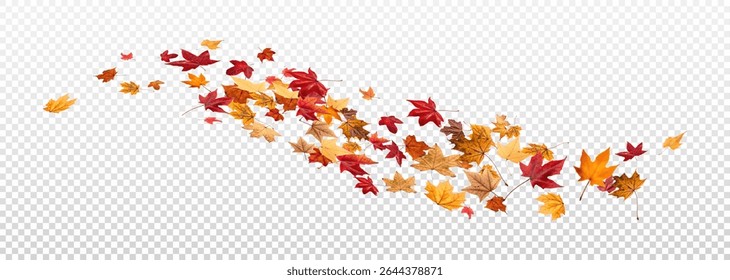 Falling leaves, autumn foliage on transparent background, beautiful background of orange and gold leaves. Vector maple leaf, png, flying foliage from tree.	
