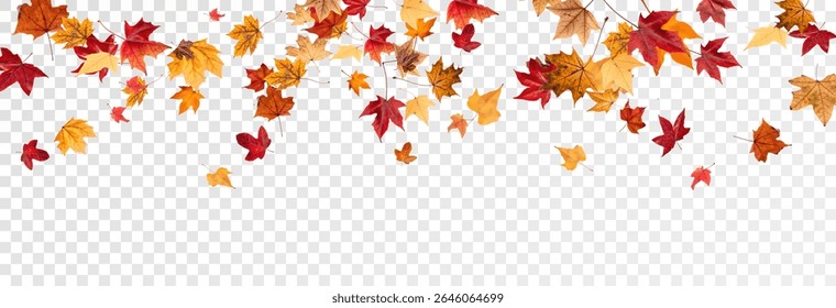 Falling leaves, autumn foliage on transparent background, beautiful background of orange and gold leaves. Vector maple leaf, png, flying foliage from tree.	