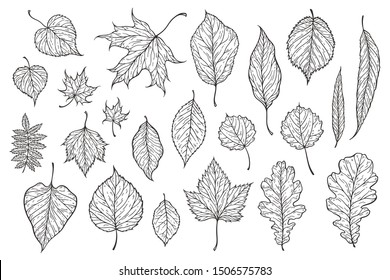 Falling leaves vector illustration. Decorative graphic black outline autumn leaves collecton isolated on white background. Hand drawn organic lines