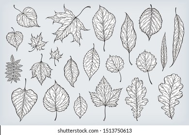Falling leaves vector illustration. Decorative graphic black outline autumn leaves collection isolated on white background. Hand drawn organic lines