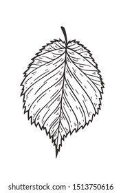 Falling leaves vector illustration. Decorative graphic black outline autumn leaves collecton isolated on white background. Hand drawn organic lines