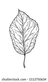 Falling leaves vector illustration. Decorative graphic black outline autumn leaves collecton isolated on white background. Hand drawn organic lines