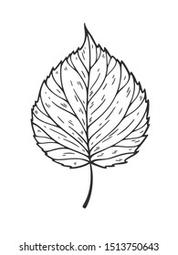 Falling leaves vector illustration. Decorative graphic black outline autumn leaves collecton isolated on white background. Hand drawn organic lines