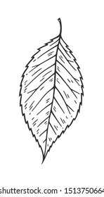 Falling leaves vector illustration. Decorative graphic black outline autumn leaves collecton isolated on white background. Hand drawn organic lines