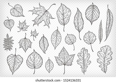 Falling leaves vector illustration. Decorative graphic black outline autumn leaves collecton isolated on white background. Hand drawn organic lines