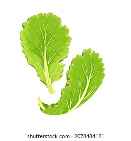 Falling Lettuce leaf vector illustration