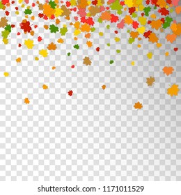 Falling Maple leaves. Colorful leaves isolated on transparent background. Vector illustration.