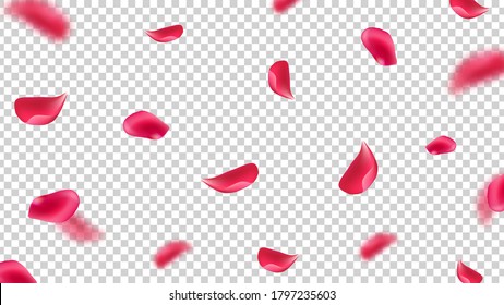 Falling pink petals. Flying rose leaves on transparent background. Realistic floral botanical vector illustration