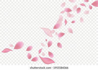 Falling pink rose petals isolated on white background. Vector illustration with beauty rose petal, applicable for decoration of greeting cards for March 8 and Valentine's Day, Mother's Day. Eps 10