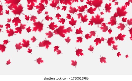 Falling red maple leaves background. Canada Day, July 1st celebration concept. Flying autumn foliage isolated on a gray backdrop. Modern style vector illustration for banners, posters, flyers, etc.